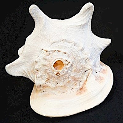 Helmet Conch Shell                                                         